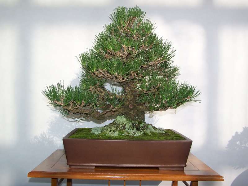 expo bonsai Rouen jardin des plantes 1 et 2 octobre 2011 100_4956