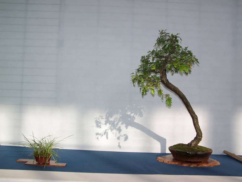 expo bonsai Rouen jardin des plantes 1 et 2 octobre 2011 100_5027