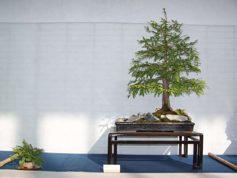 expo bonsai Rouen jardin des plantes 1 et 2 octobre 2011 100_5028