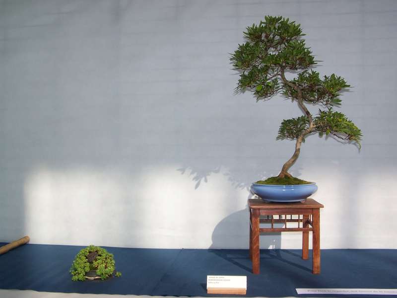 expo bonsai Rouen jardin des plantes 1 et 2 octobre 2011 100_5033