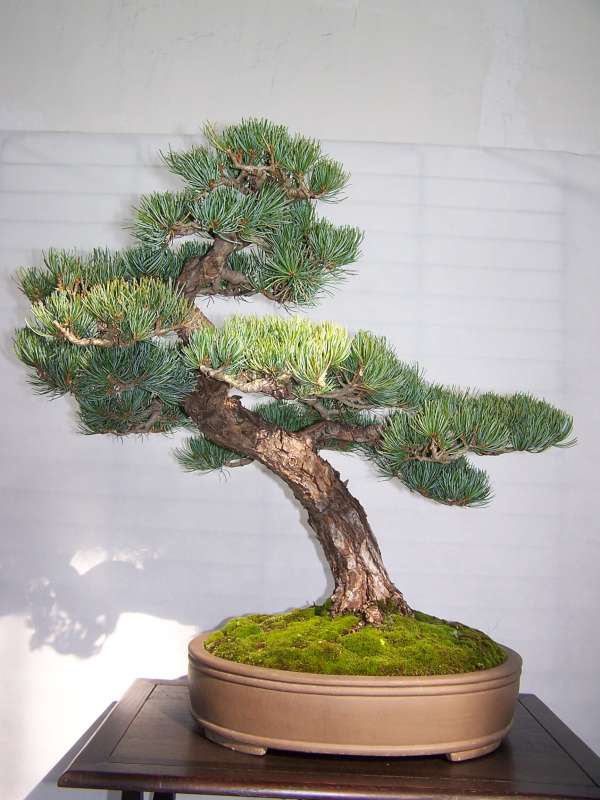 expo bonsai Rouen jardin des plantes 1 et 2 octobre 2011 100_5042