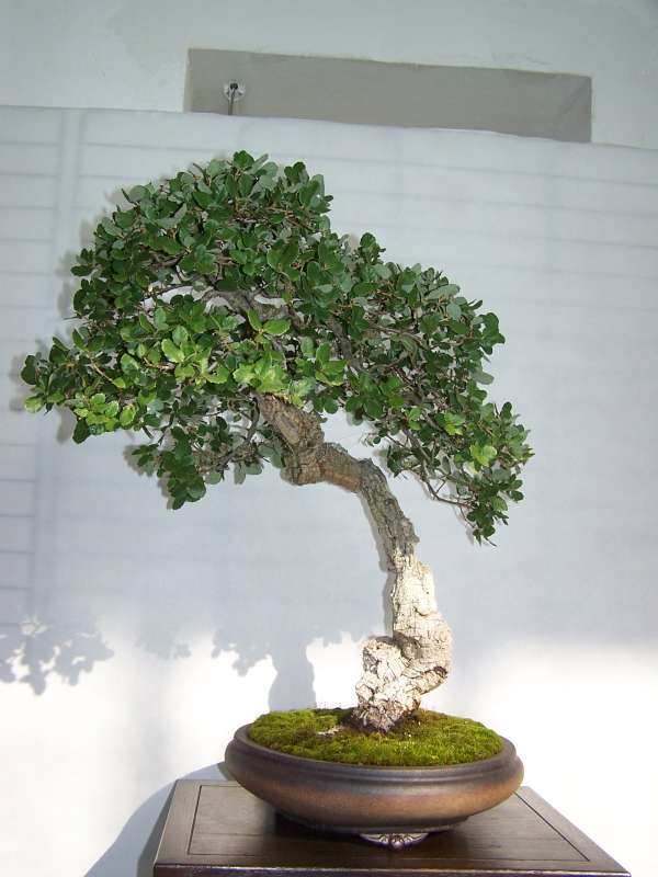 expo bonsai Rouen jardin des plantes 1 et 2 octobre 2011 100_5045