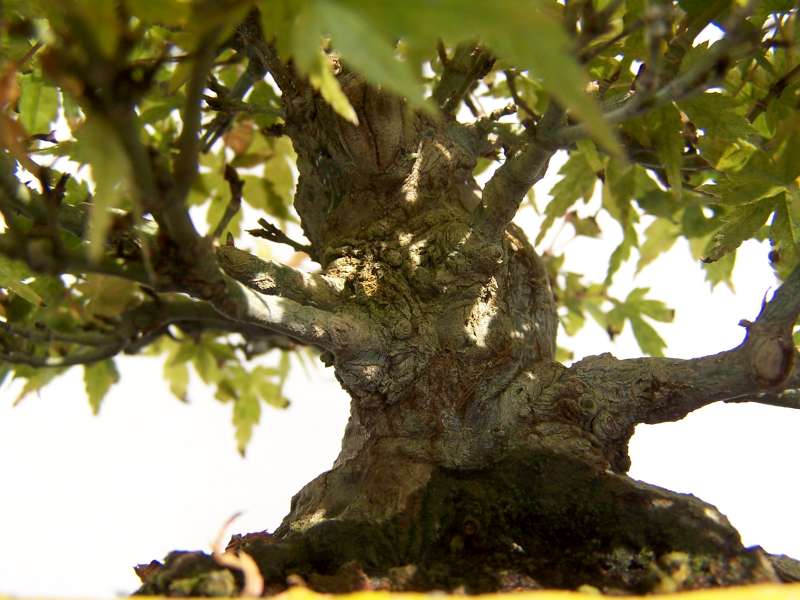 expo bonsai Rouen jardin des plantes 1 et 2 octobre 2011 100_5052