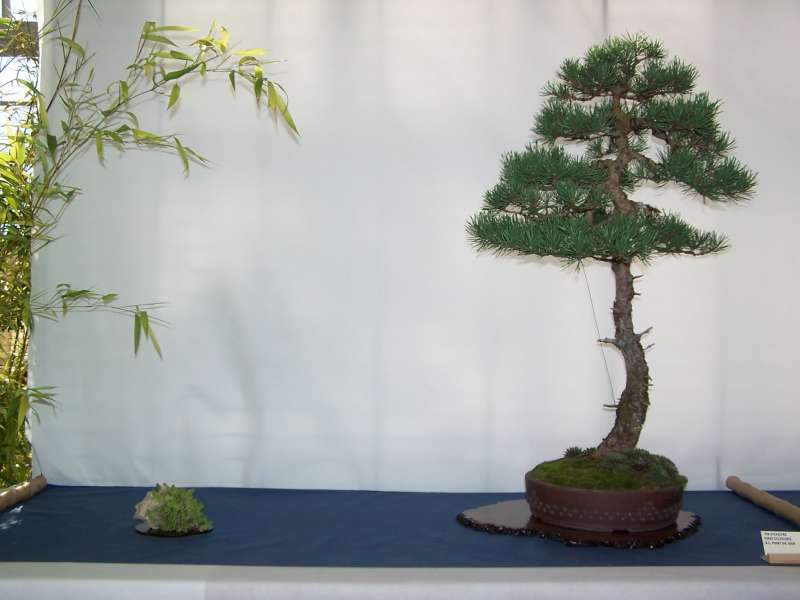 expo bonsai Rouen jardin des plantes 1 et 2 octobre 2011 100_5110