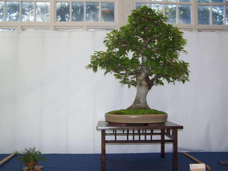 expo bonsai Rouen jardin des plantes 1 et 2 octobre 2011 100_5122