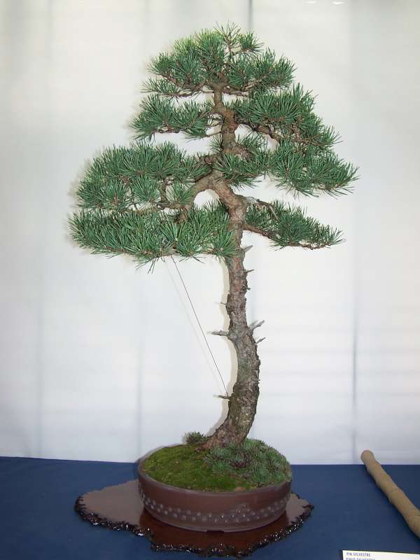 expo bonsai Rouen jardin des plantes 1 et 2 octobre 2011 100_5134