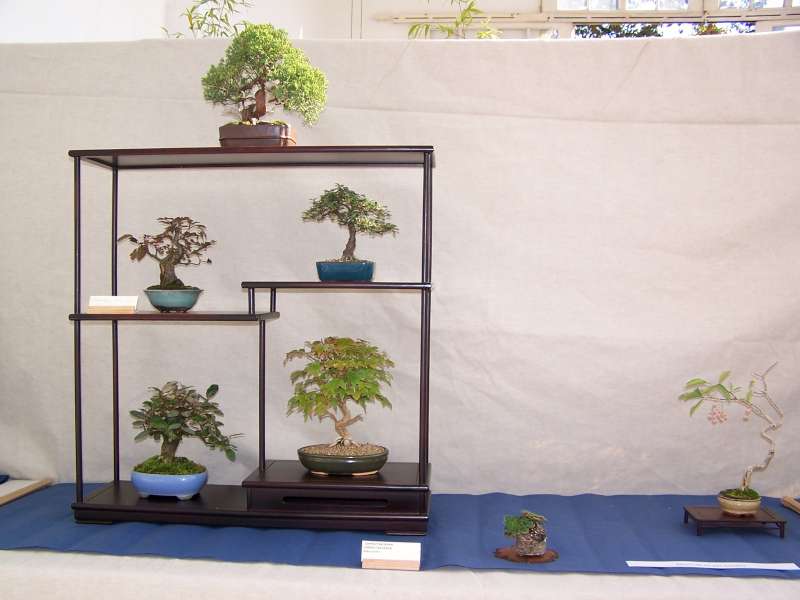 expo bonsai Rouen jardin des plantes 1 et 2 octobre 2011 100_5151