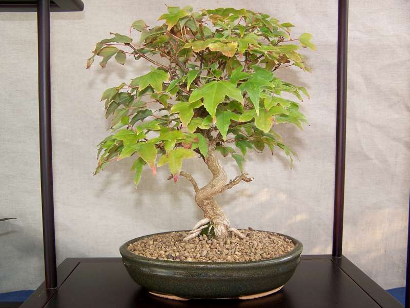 expo bonsai Rouen jardin des plantes 1 et 2 octobre 2011 100_5156