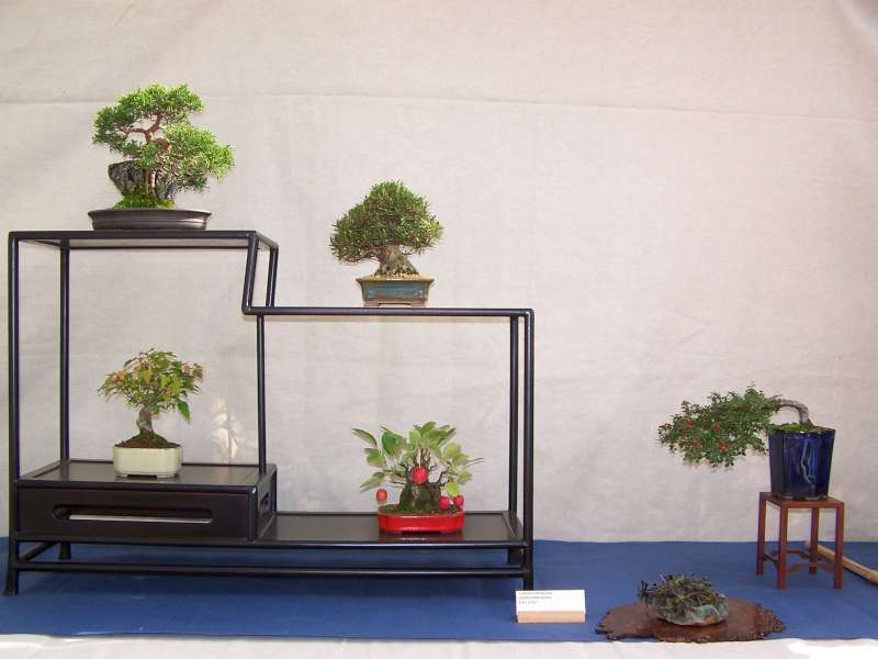expo bonsai Rouen jardin des plantes 1 et 2 octobre 2011 100_5158
