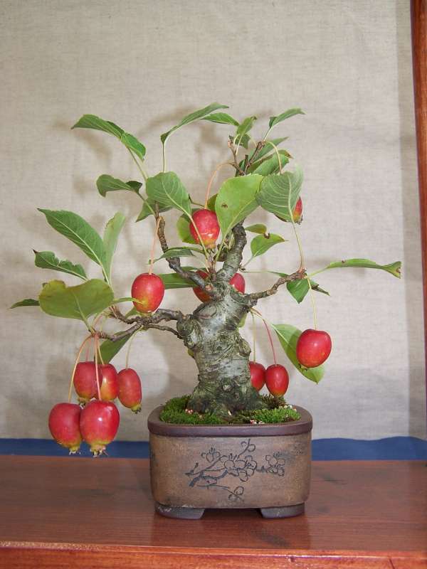 expo bonsai Rouen jardin des plantes 1 et 2 octobre 2011 100_5169