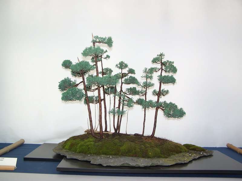 expo bonsai Rouen jardin des plantes 1 et 2 octobre 2011 - Page 2 100_5174