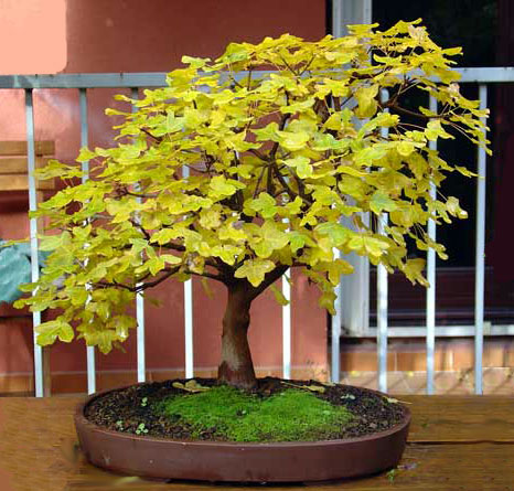 acer monspessulanum (photo bonsaï) Acer_m10