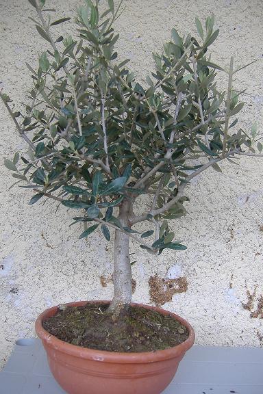 mon olivier de pépinière Dscf2421