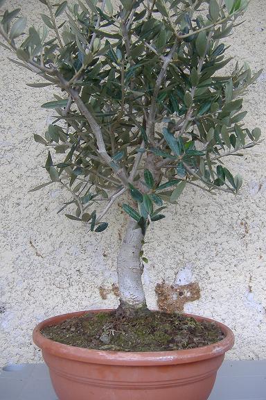 mon olivier de pépinière Dscf2422