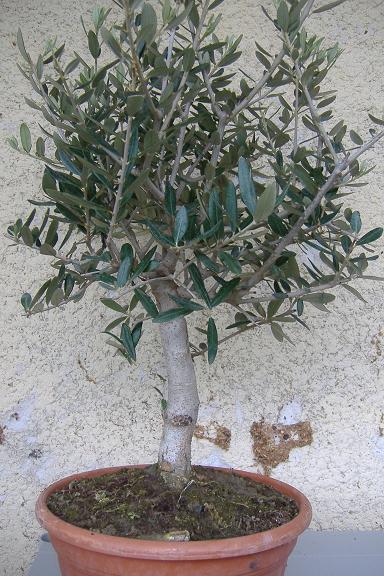 mon olivier de pépinière Dscf2424