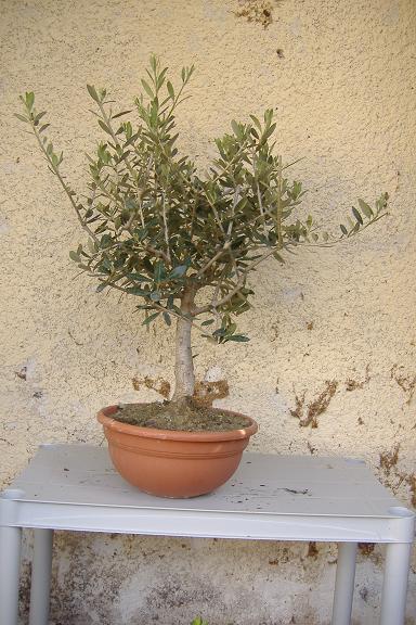 mon olivier de pépinière Dscf2431