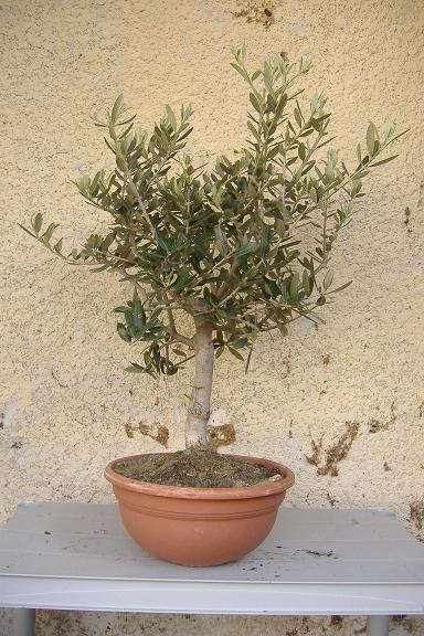 mon olivier de pépinière Dscf2433
