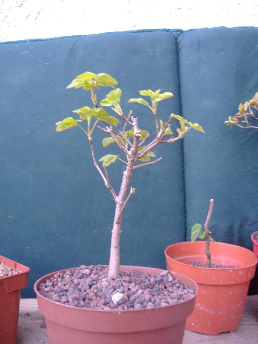 acer monspessulanum (photo bonsaï) Dscf2647