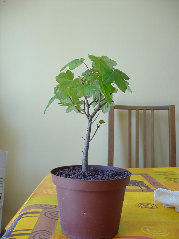 acer monspessulanum (photo bonsaï) Dscf2662