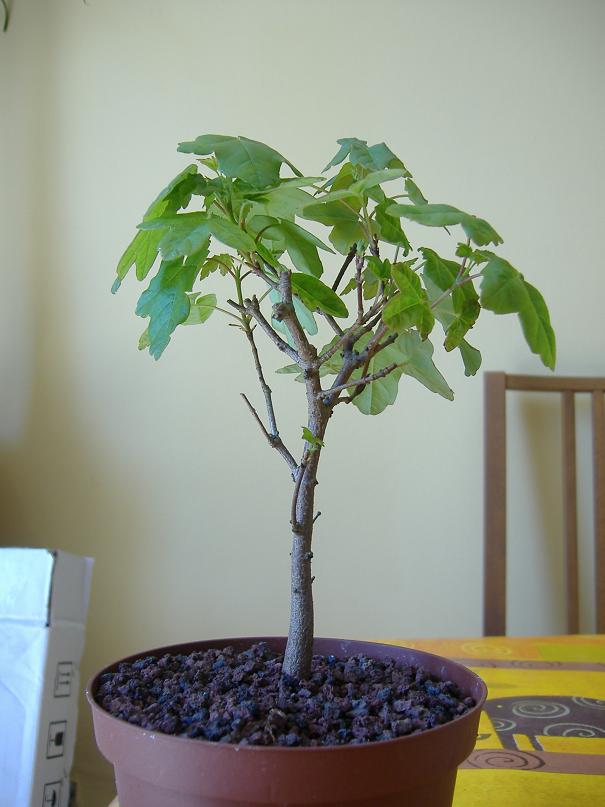acer monspessulanum (photo bonsaï) Dscf2663