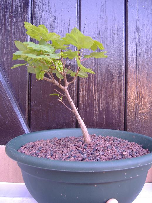 acer monspessulanum (photo bonsaï) Dscf2728