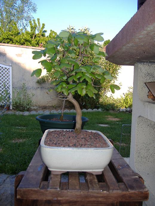 acer monspessulanum (photo bonsaï) Dscf2733
