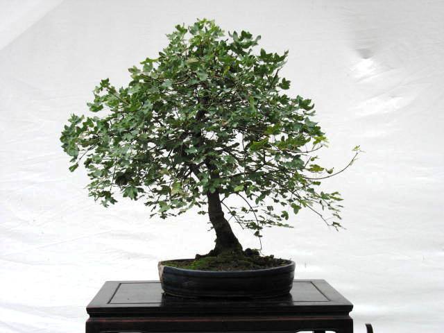 acer monspessulanum (photo bonsaï) Erable15