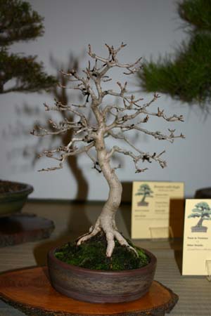 acer monspessulanum (photo bonsaï) Img_1610