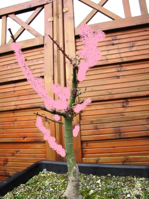 plant acer shishigashira pour formation en bonsai - Page 5 Img_4011