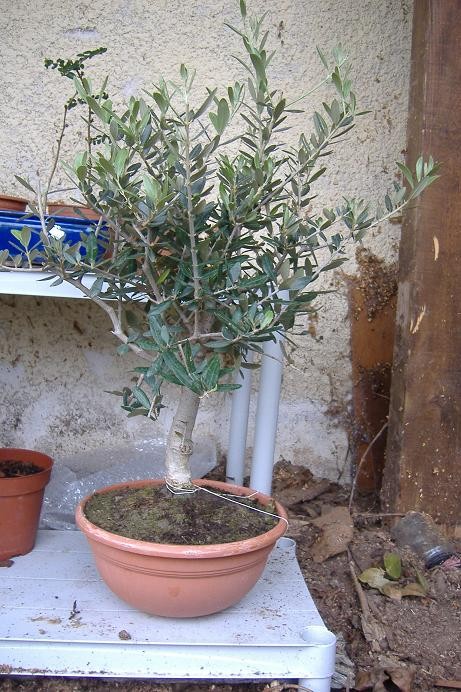 mon olivier de pépinière Olivie10