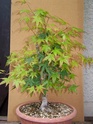 Acer palmatum katsura 100_4417