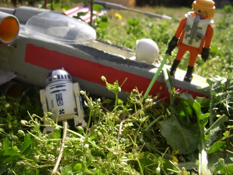 Crash sur dagobah !! # P1010035