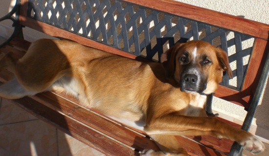 CHIPIE Boxer x Golden 10mois (rhone alpes) 550x4044