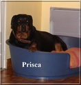 Prisca F rott ,à LYON à adopter, FA acceptée urgent ! Prisca12
