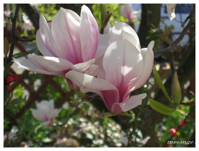 fleurs de mon jardin Fleurs12