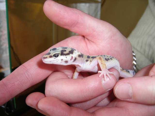 mes ptits Geckos !! 101_4718
