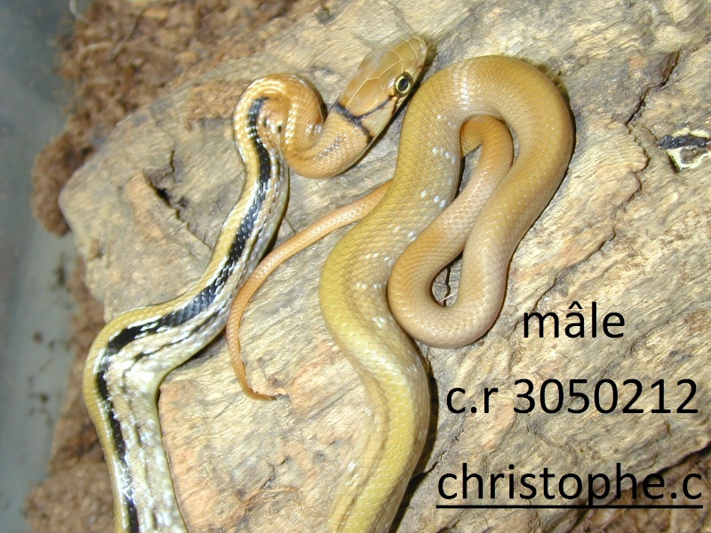 coelognathus radiatus albinos et hét albinos T+ Dscn0119