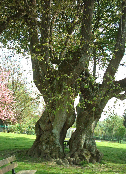 L'arbre aux pousailles de Lucheux (80) Arbre_11