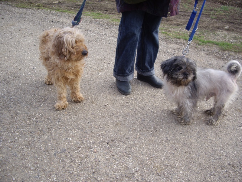 Belle petite croisée cocker toute mimi de 4 ans Belle_13