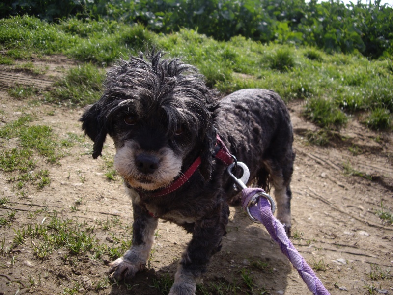 PEPITA petite Lassha apso réformée d'élevage 9 ans Pepita11