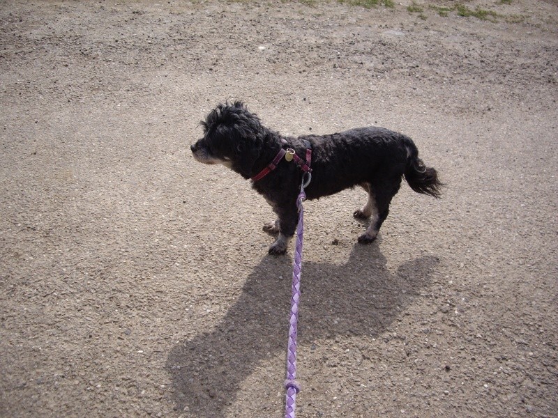 PEPITA petite Lassha apso réformée d'élevage 9 ans Pepita12