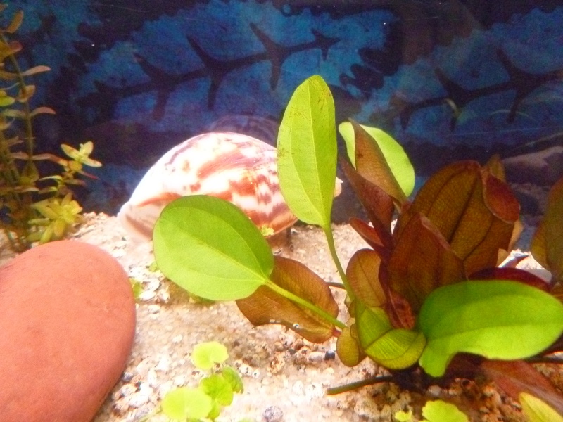 évolution de mon 1er aquarium en photo P1020112
