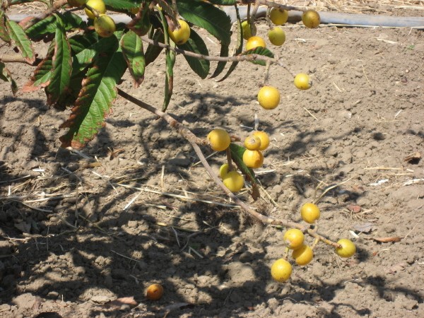 identification arbre et fruits de Rhodes 147_na10