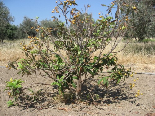 identification arbre et fruits de Rhodes 148_na11