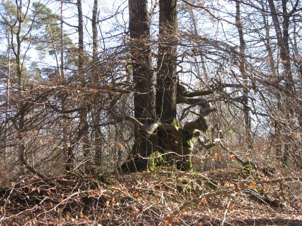 balade en fôret de Verzy A1_fau10