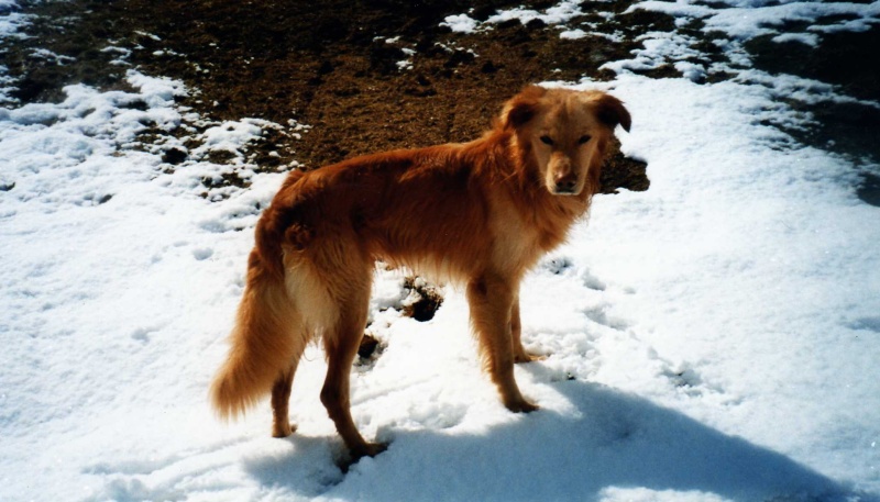 urgent Flash, crois labrador de 2 ans (80) Flash015