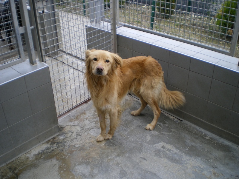 urgent Flash, crois labrador de 2 ans (80) Flash_12