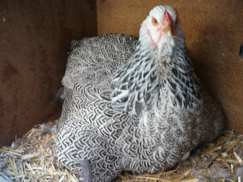 des photos de poules P1000512