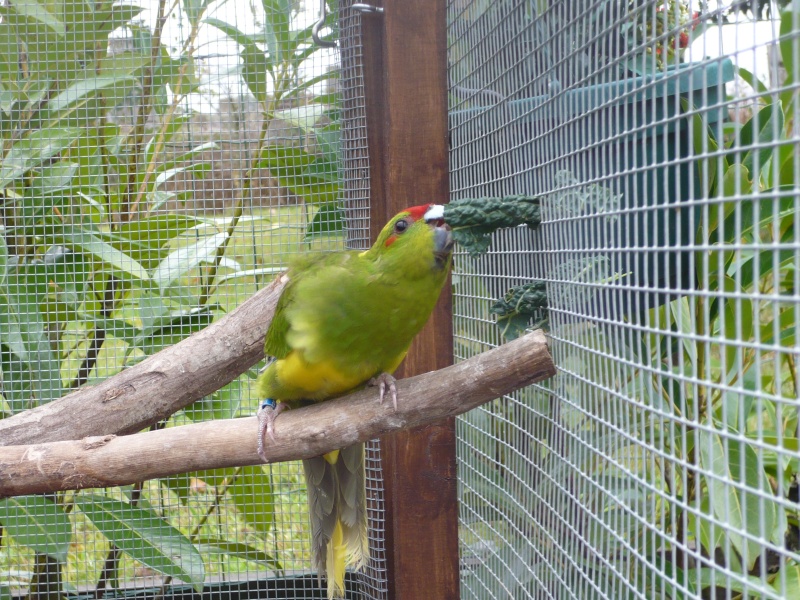 photos des oiseaux P1000513