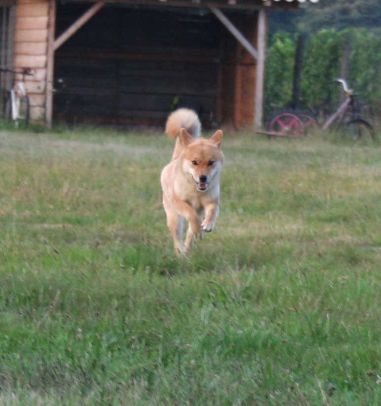 Pendant ce temps là à ChonchonLand! Cadwan10